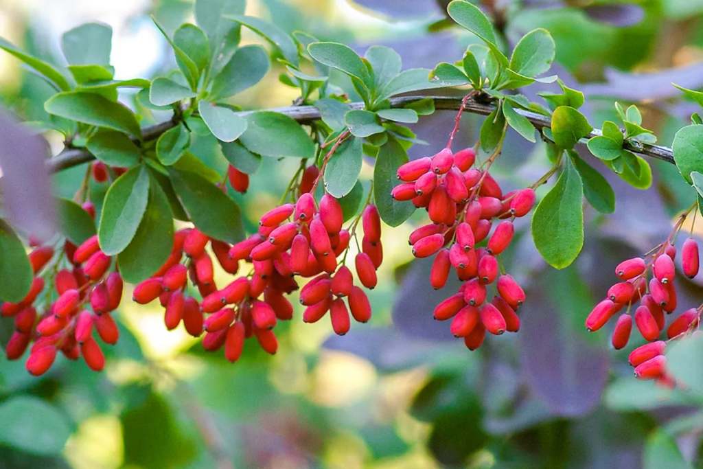Barberry tree