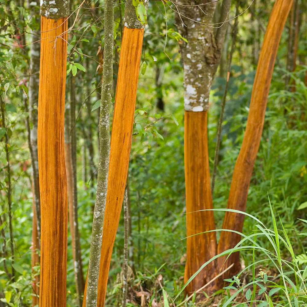 Ceylon cinnamon trees