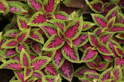 Forskolin for Menopause: Uses, Side Effects & Dosage for Weight Loss