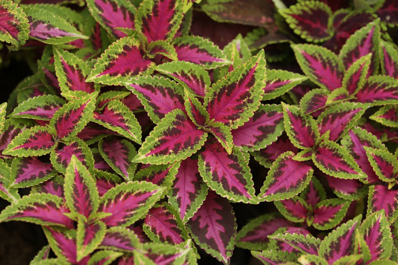 Close-up of forskolin leaves with purple centers.