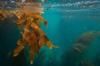 Fucoxanthin for Menopause: Seaweed Extract Uses, Side Effects & Dosage for Metabolic Support