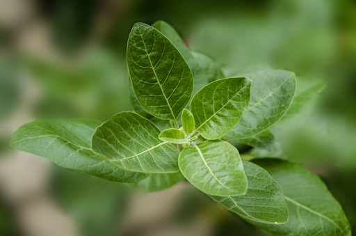 Close-up of fresh Ashwagandha leaves, used for menopause symptom management including weight loss and blood sugar balance.