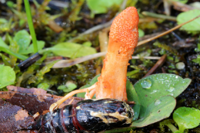 Cordyceps for Menopause: Adaptogenic Fungus Uses, Side Effects & Dosage for Weight Loss & Hormone Regulation