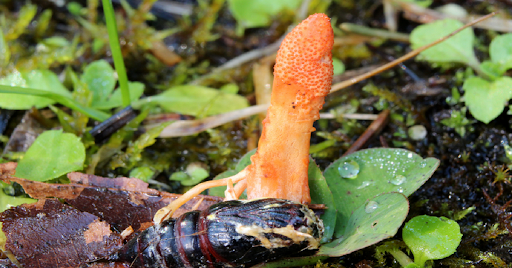 Cordyceps for Weight Loss: Menopause, Blood Sugar & Hormone Balance
