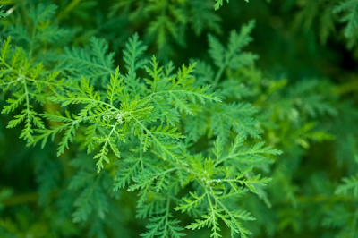 Artemisinin for Menopause: How Does This Herbal Extract Aid Weight Loss?