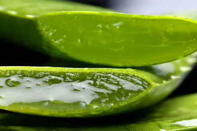 Aloe Vera for Menopause: Uses, Side Effects & Dosage of Natural Plant Extract for Weight Control