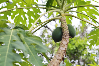 Papaya Leaf for Menopause: Uses, Side Effects & Dosage for Blood Sugar Management