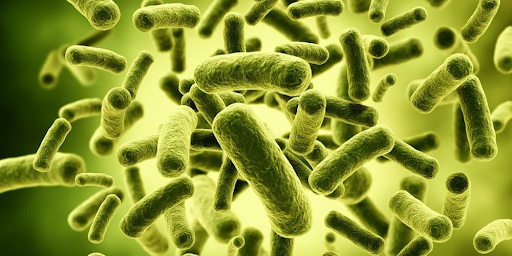Probiotics & Menopause: Glucose Sensitivity, Weight Loss & Hormones