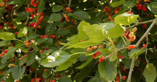 Mulberry Leaf Extract for Menopause: Blood Sugar, Hormones & Weight Loss
