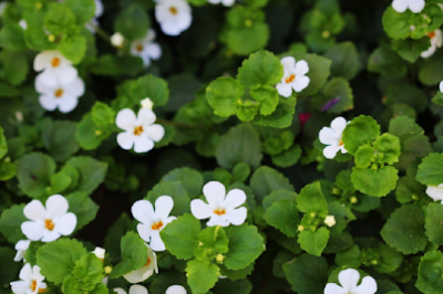 Bacopa Monnieri for Menopause: Nootropic Ayurvedic Herb for Hormonal & Cognitive Support