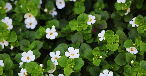 Bacopa Monnieri for Hormone Balance: Menopause, Blood Sugar & Weight Loss