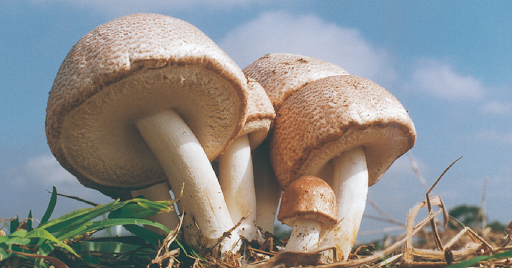 Agaricus Blazei Mushroom & Menopause: Blood Sugar, Weight Loss & Hormones
