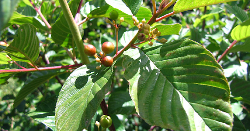 Cascara Sagrada & Blood Sugar: Menopause, Weight Loss & Hormones