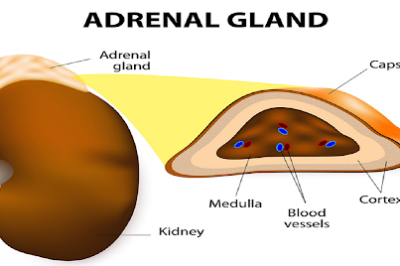 Adrenal Glandulars for Menopause: Can It Improve Fatigue & Hormonal Changes?