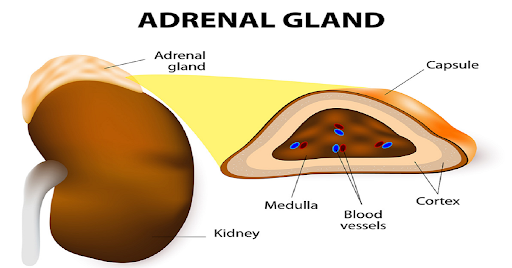 Adrenal Glandulars & Menopause: Weight Loss, Blood Sugar & Hormones