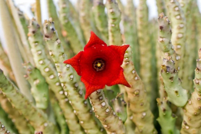 Caralluma Fimbriata for Menopause: Natural Appetite Suppressant for Menopause Weight Loss