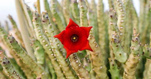 Caralluma Fimbriata for Weight Loss: Menopause, Blood Sugar & Hormone Balance
