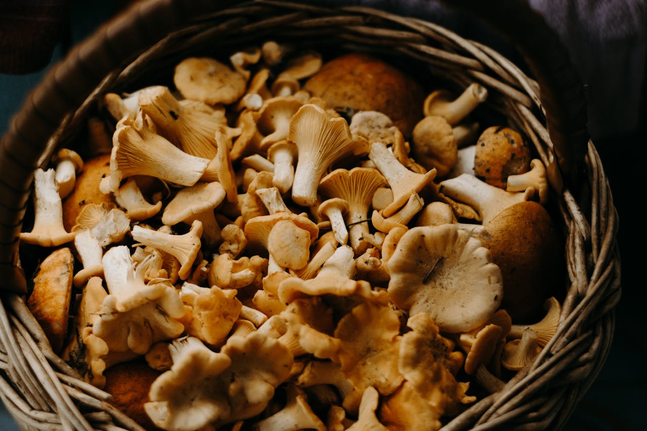 A close-up of a basket filled with freshly picked wild mushrooms.