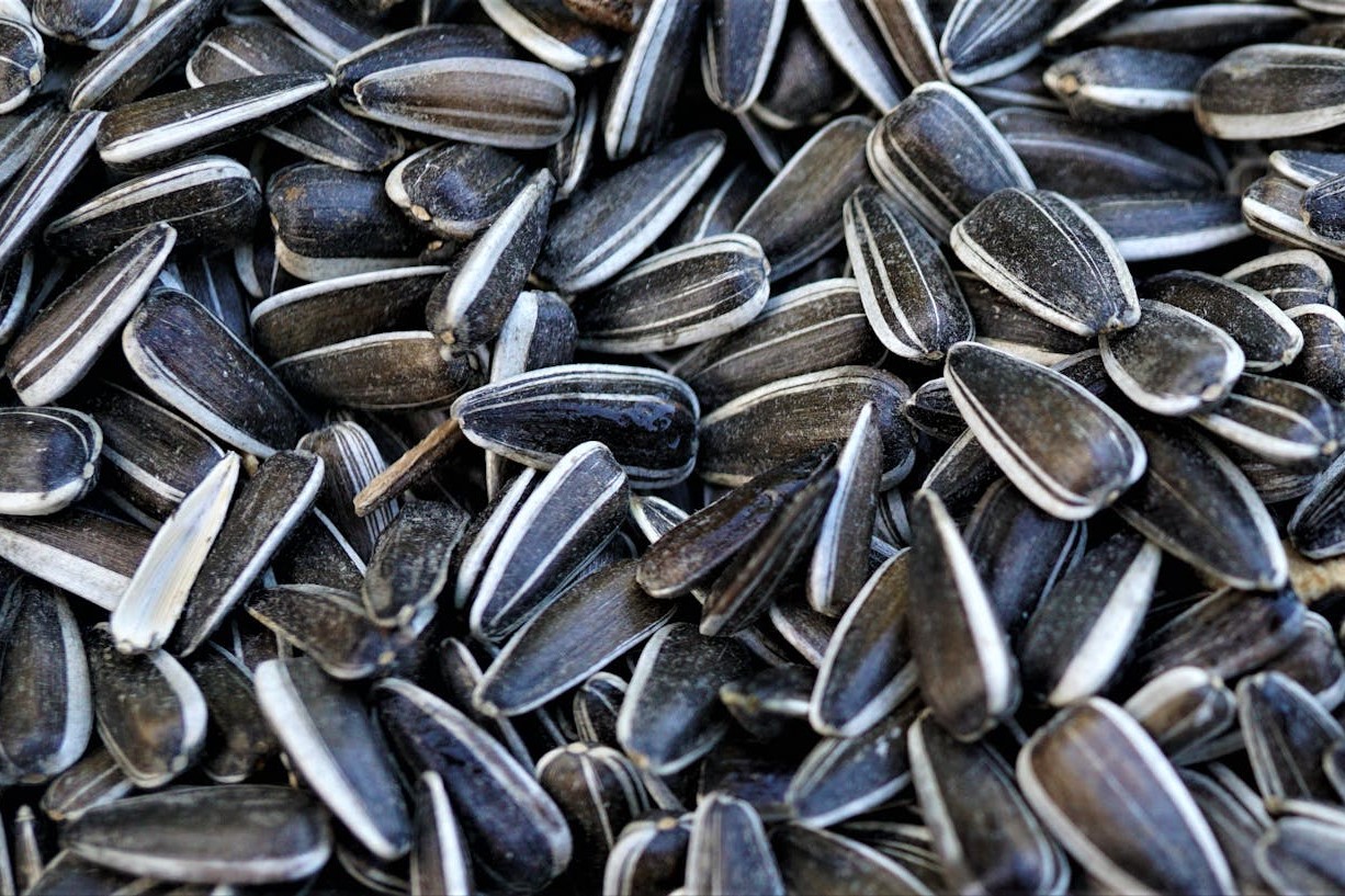A close-up of a pile of unshelled sunflower seeds.