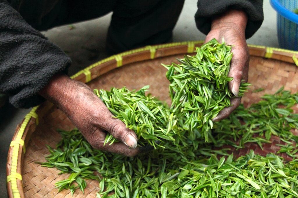 A close-up of hands holding freshly picked neem leaves in a woven basket.