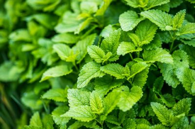 Lemon Balm for Menopause: Uses & Dosage of Calming Herb for Blood Sugar & Weight Control