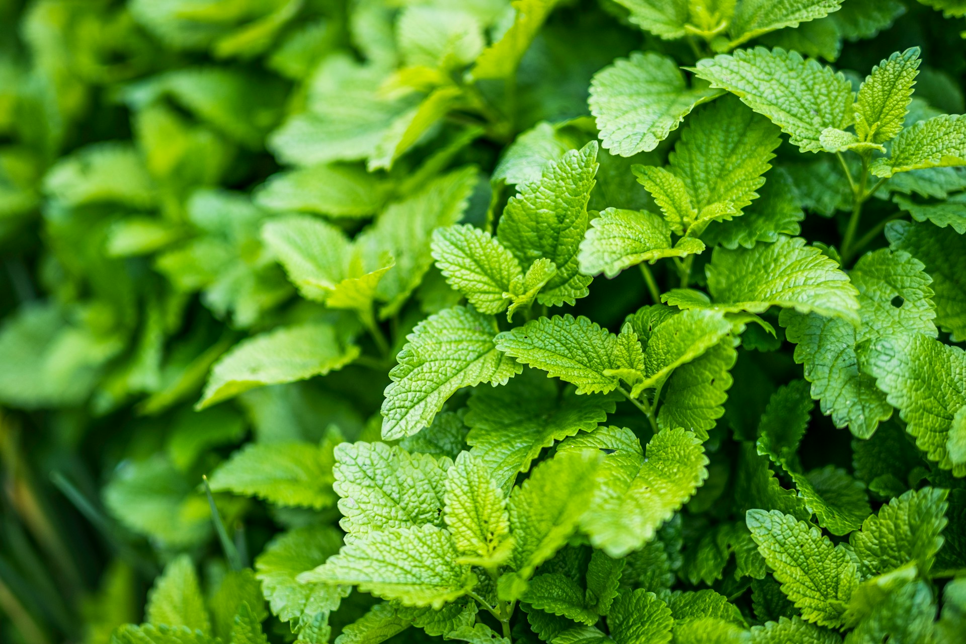 A close-up of lush green lemon balm leaves, showing the vibrant texture and color of the herb.