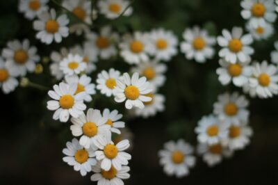 Chamomile for Menopause: Can It Alleviate Stress & Hormonal Imbalance?