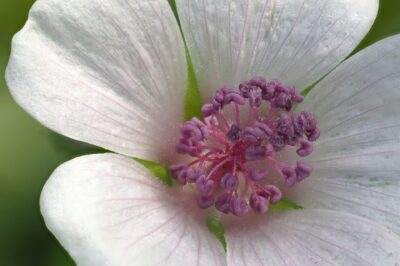 Marshmallow Root for Menopause: Herb Uses, Side Effects & Dosage for Digestive & Hormonal Balance
