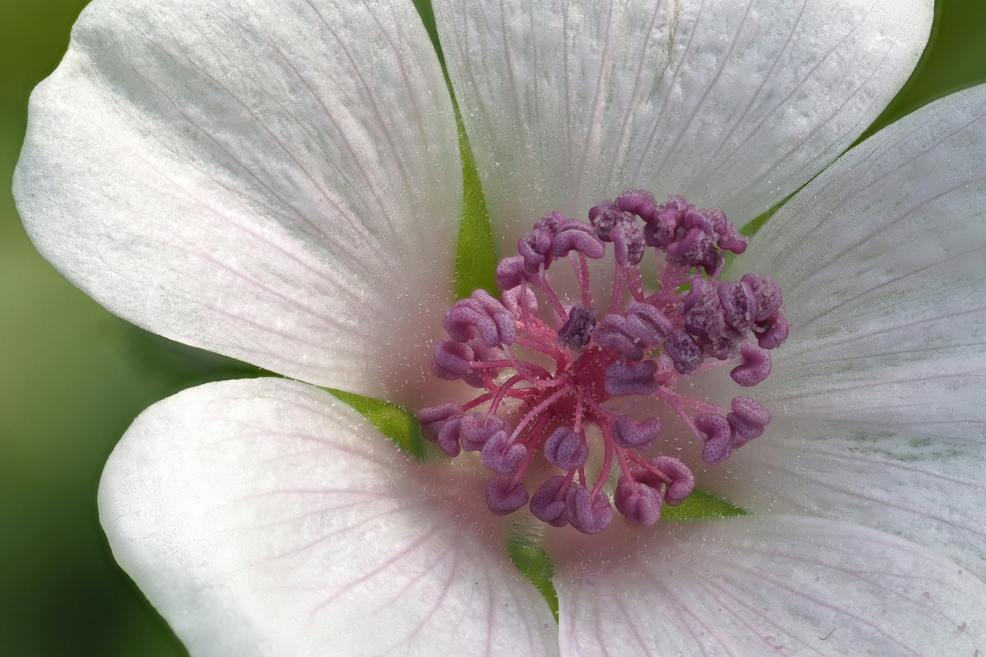 A macro shot of a white marshmallow flower with delicate purple stamens.