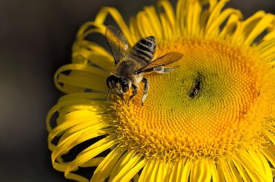 Bee Pollen for Menopause: Natural Energy Booster for Hormonal Balance