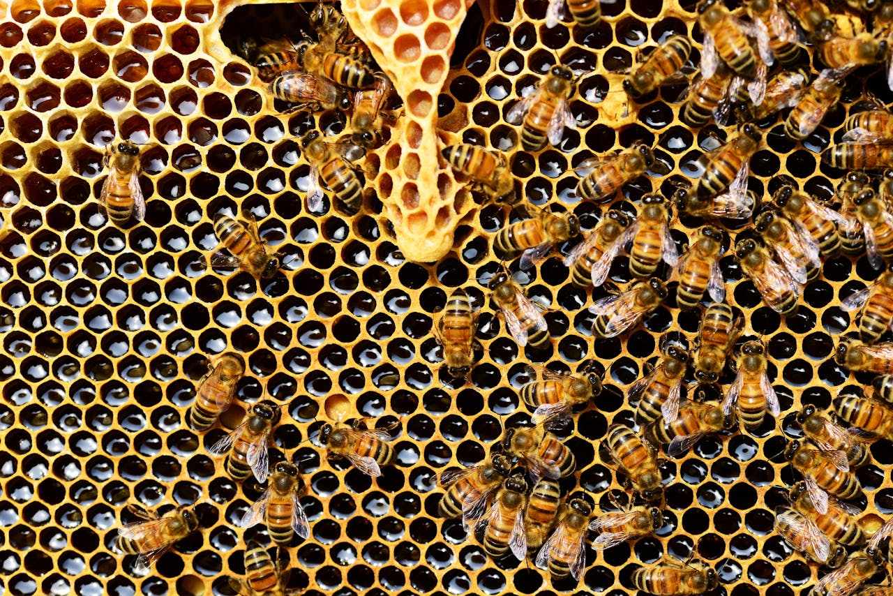 Close-up of a honeycomb structure with bees collecting and storing honey.