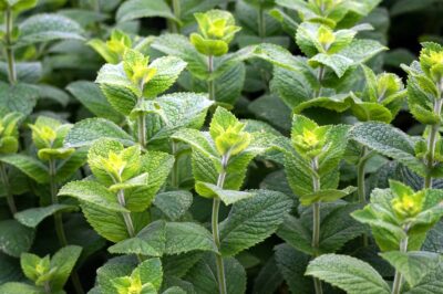 Peppermint for Menopause: Uses, Side Effects & Dosage of Cooling Herb for Digestive & Hormonal Support
