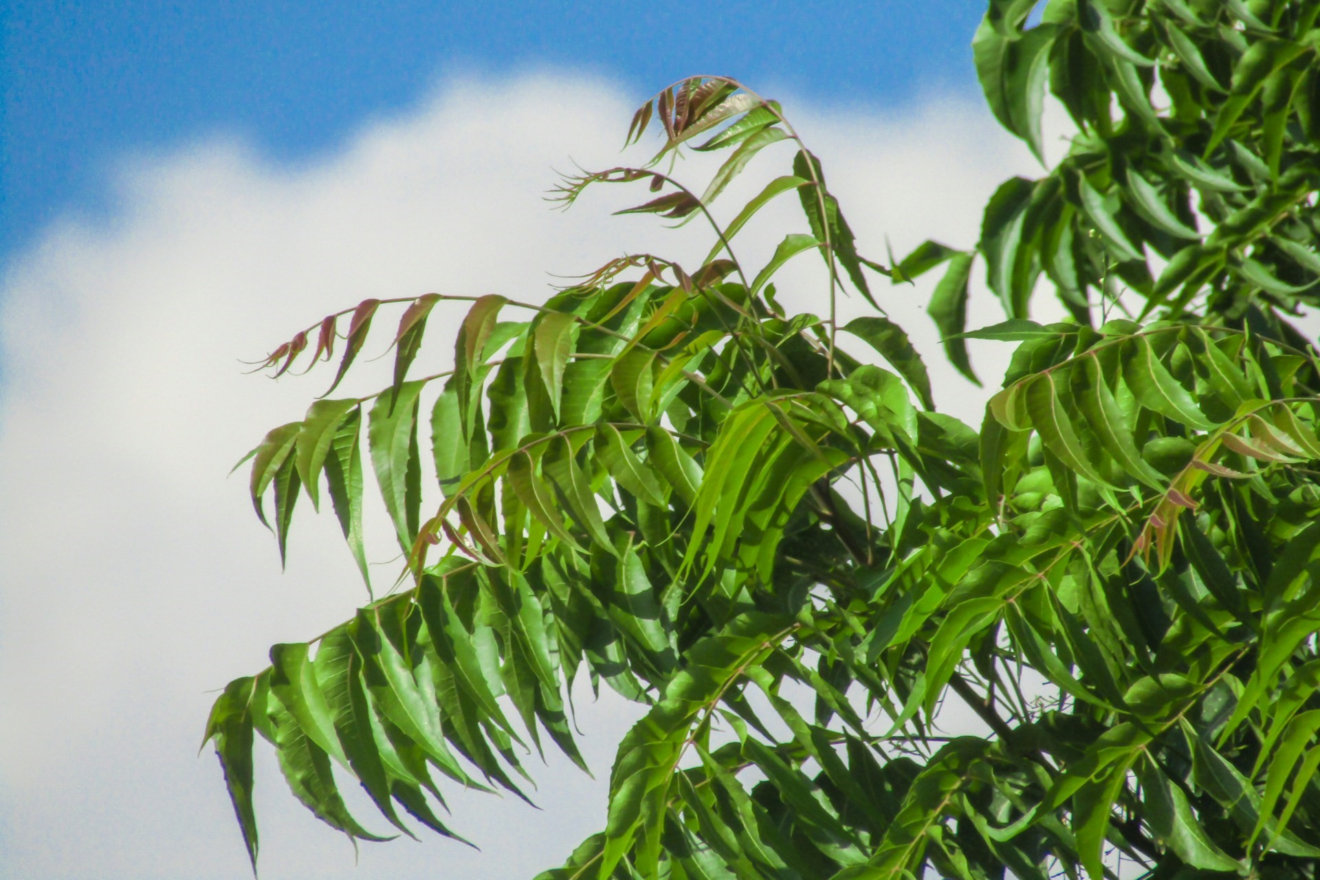 Fresh green leaves of a neem tree set against a clear blue sky.