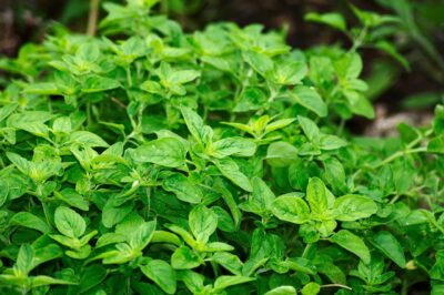 Oregano Oil for Menopause: Uses, Side Effects & Dosage of Antimicrobial Herb for Hormonal & Immune Health