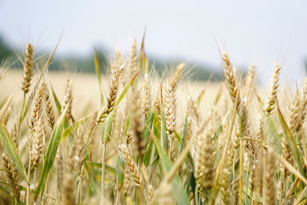 Golden wheat stalks gently swaying in a sunlit field.