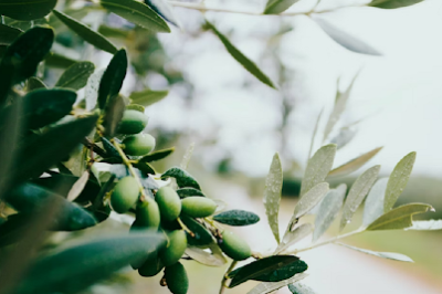 Olive Leaf for Menopause: Uses, Side Effects & Dosage for Cardiovascular Support & Blood Sugar Regulation