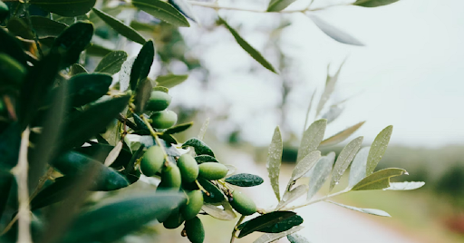 Olive Leaf for Glucose Sensitivity: Menopause, Weight Loss & Hormones