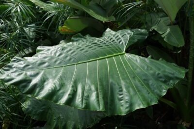 Wild Yam for Menopause: Uses & Dosage of Herbal Remedy for Hormonal Balance & Weight Loss