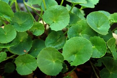 Gotu Kola for Menopause: Can This Medicinal Herb Support Hormonal Balance?