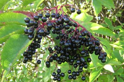 Elderberry for Menopause: Uses, Side Effects & Dosage for Immune & Metabolic Support