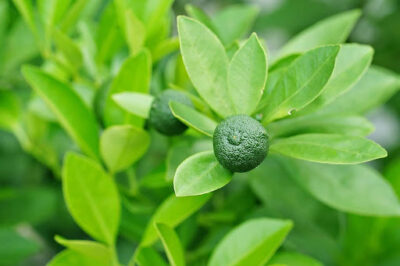 Folate for Menopause: Uses, Side Effects & Dosage of Vitamin B9 for Blood Sugar & Hormonal Health