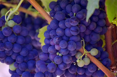 Grape Seed Extract for Menopause: Antixodant Uses, Side Effects & Dosage for Weight & Hormonal Balance