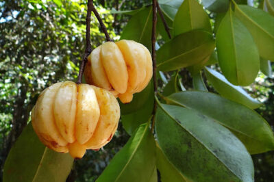 Garcinia Cambogia for Menopause: Weight Loss Aid for Menopause Metabolic Health