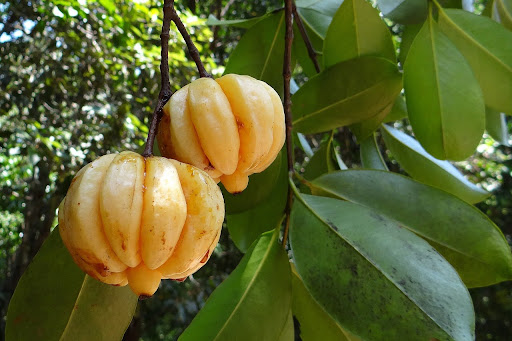 Close-up of Garcinia Cambogia fruit.