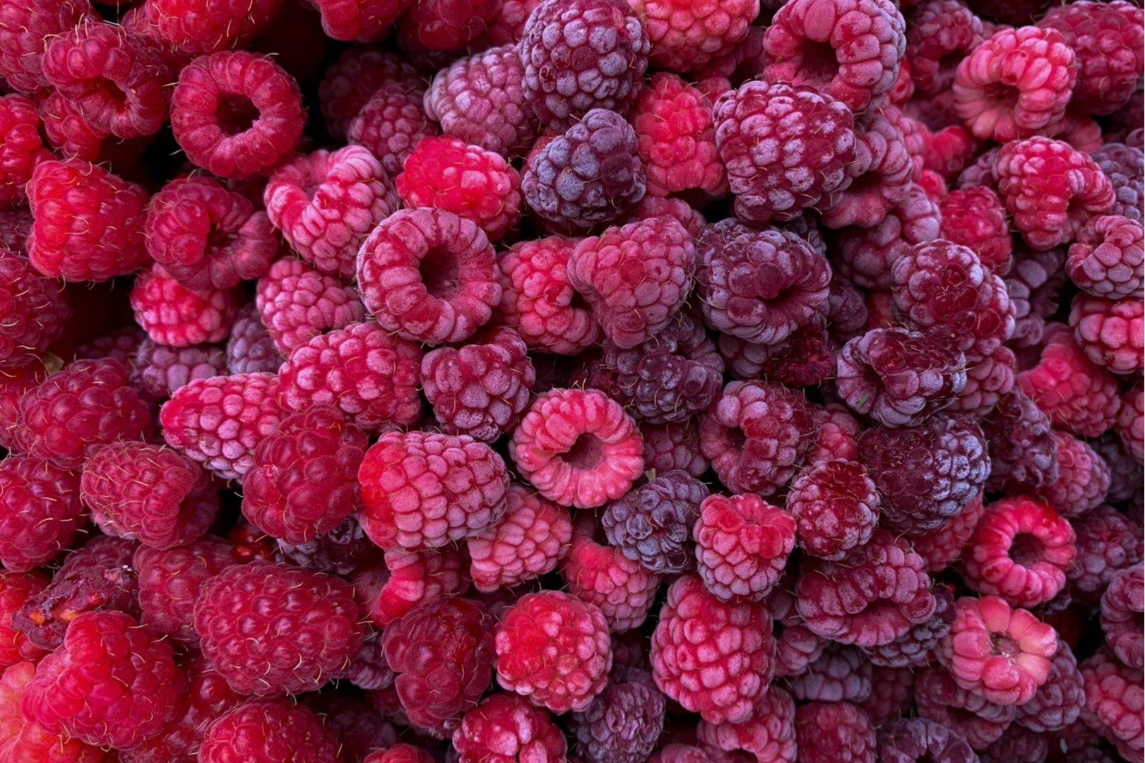 A close-up of fresh, ripe red raspberries clustered together.
