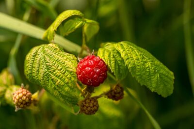 Red Raspberry Leaf for Menopause: Herbal Remedy for Weight Loss & Hormonal Balance