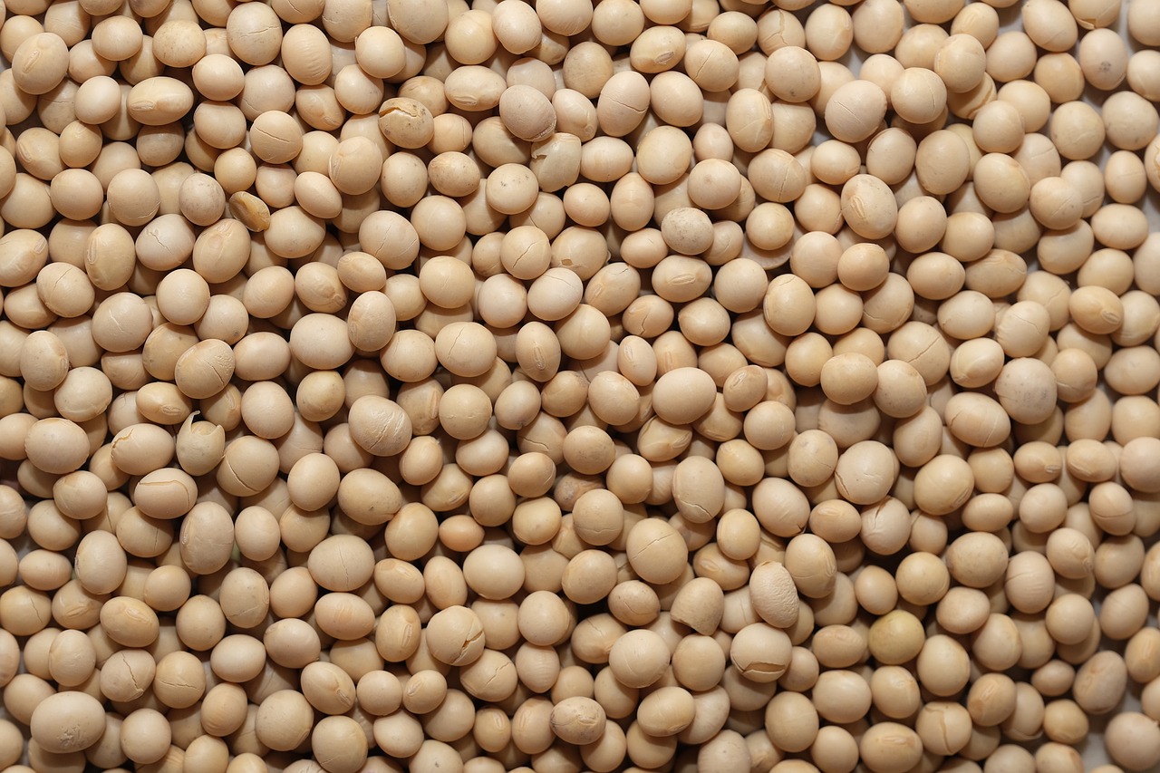 A large collection of raw soybeans tightly packed together.