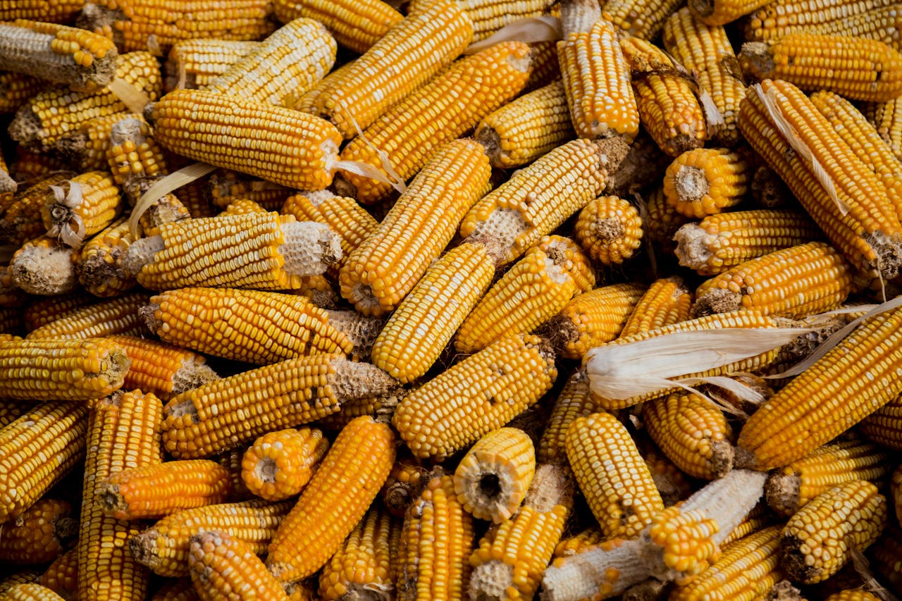 A large group of dried corn cobs stacked together.