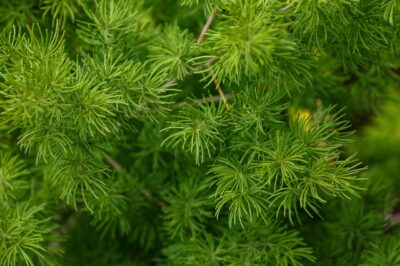 Shatavari for Menopause: Uses & Dosage of Ayurvedic Herb for Blood Sugar & Hormonal Stability