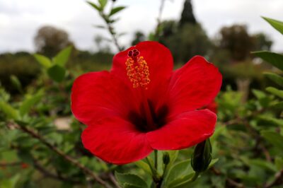 Hibiscus for Menopause: Can It Help with Blood Pressure & Weight Management?